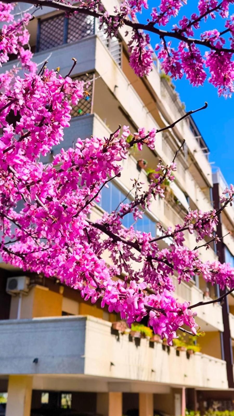 Rome Sweet Home Vitinia Dış mekan fotoğraf