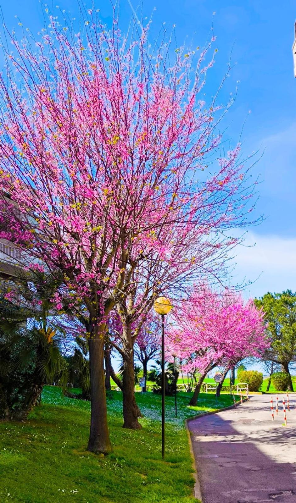 Rome Sweet Home Vitinia Dış mekan fotoğraf